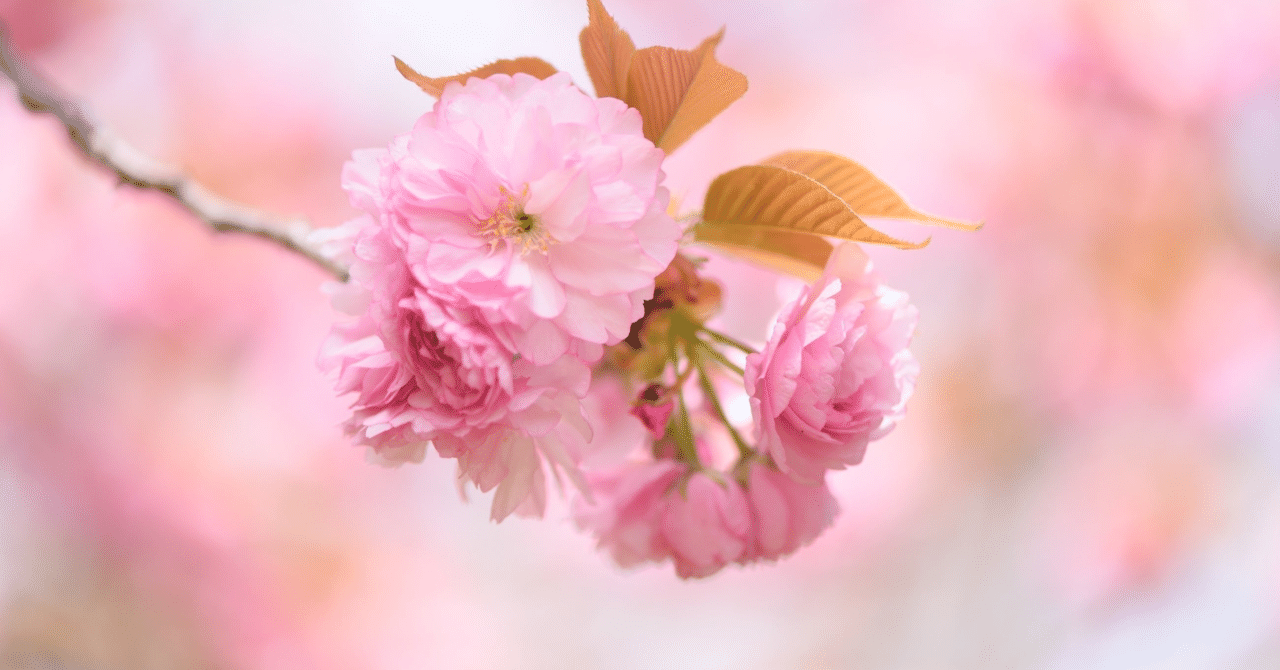 春の庭からー八重桜が咲き始めると「鴻雁北 (こうがんかえる)」｜haco