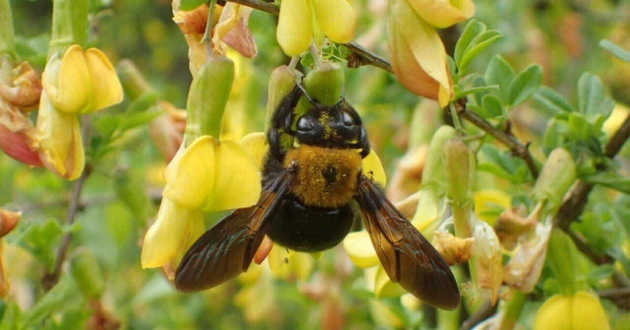 じいちゃんの小さな博物記 クマさんのパーティーグッズ クマバチ ポプラ社 こどもの本編集部 Note じいちゃんの小さな博物記 クマさんのパーティーグッズ クマバチ ポプラ社 こどもの本編集部 Note
