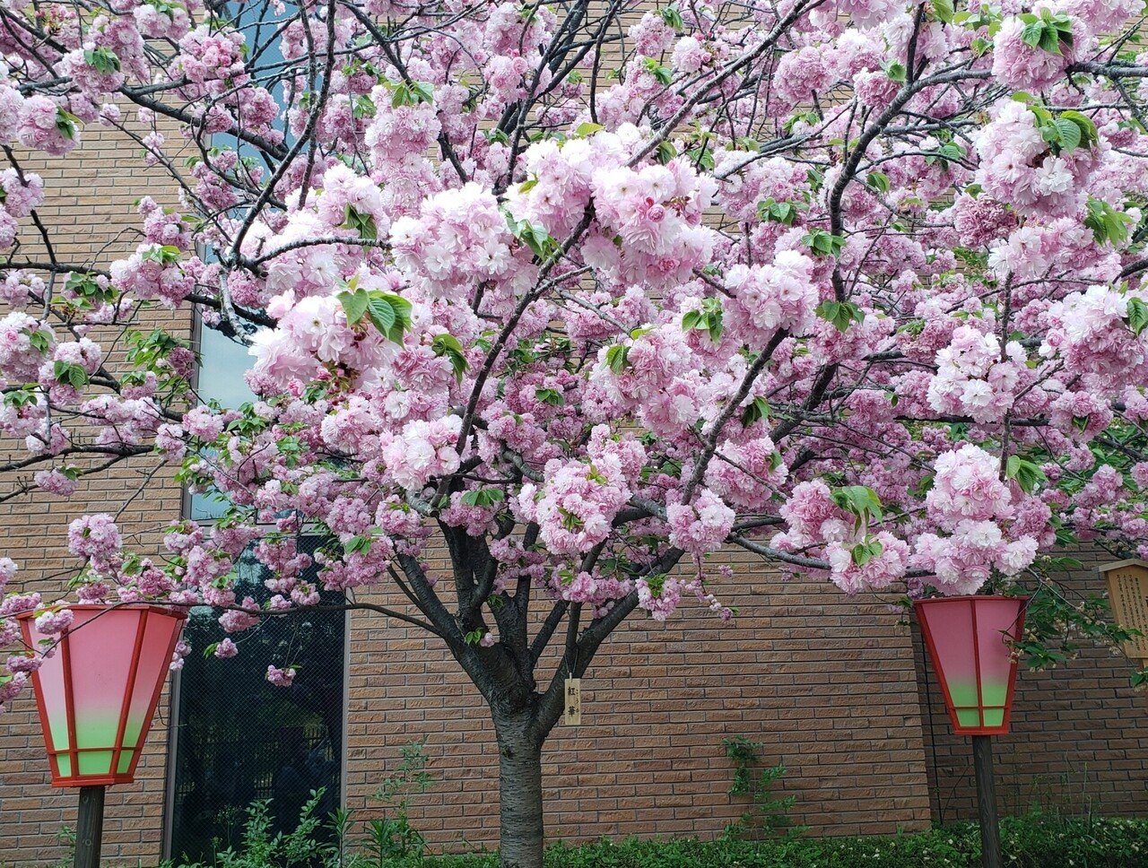 造幣局 桜の通り抜け🌸｜ひばりん