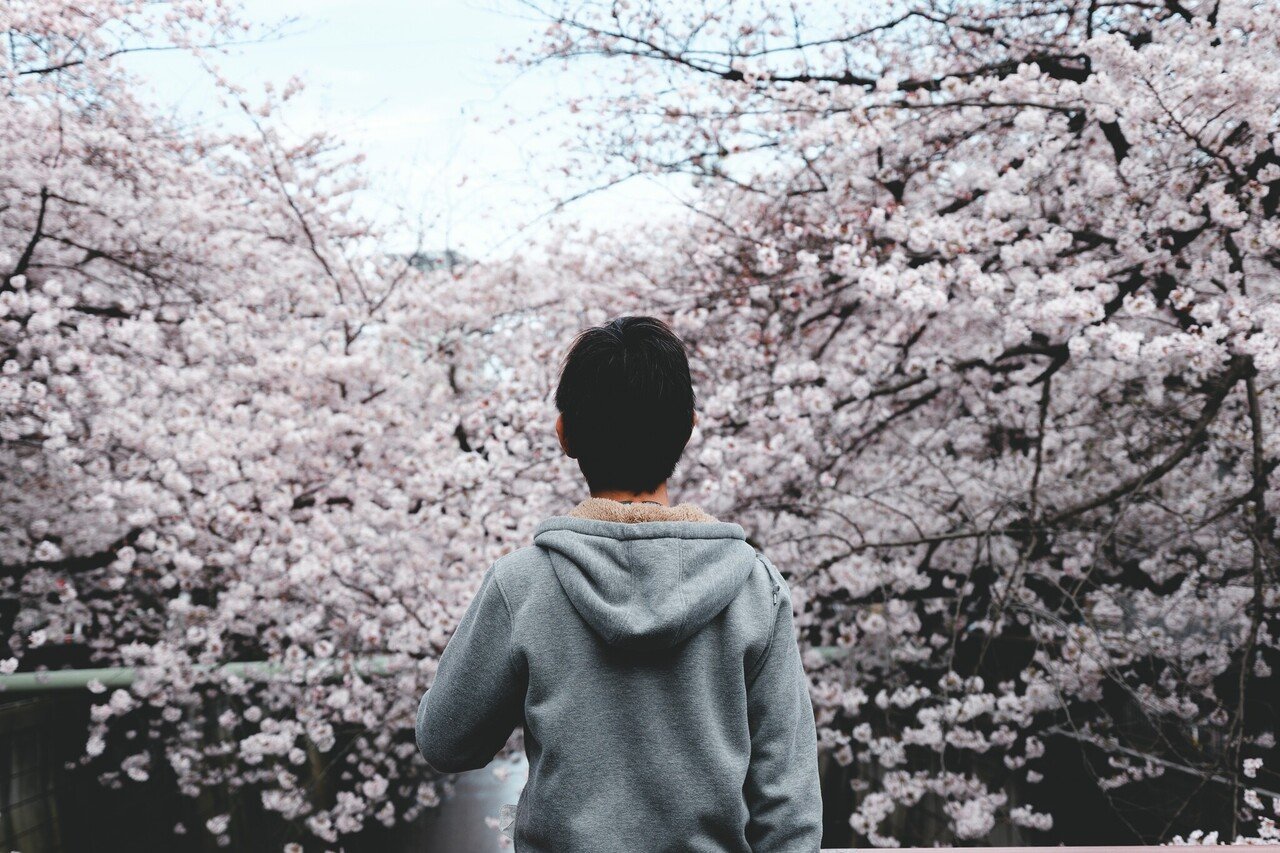 40 パウチ　　　桜 今年撮った東京の桜【写真40枚】｜Nocchi(のっち)