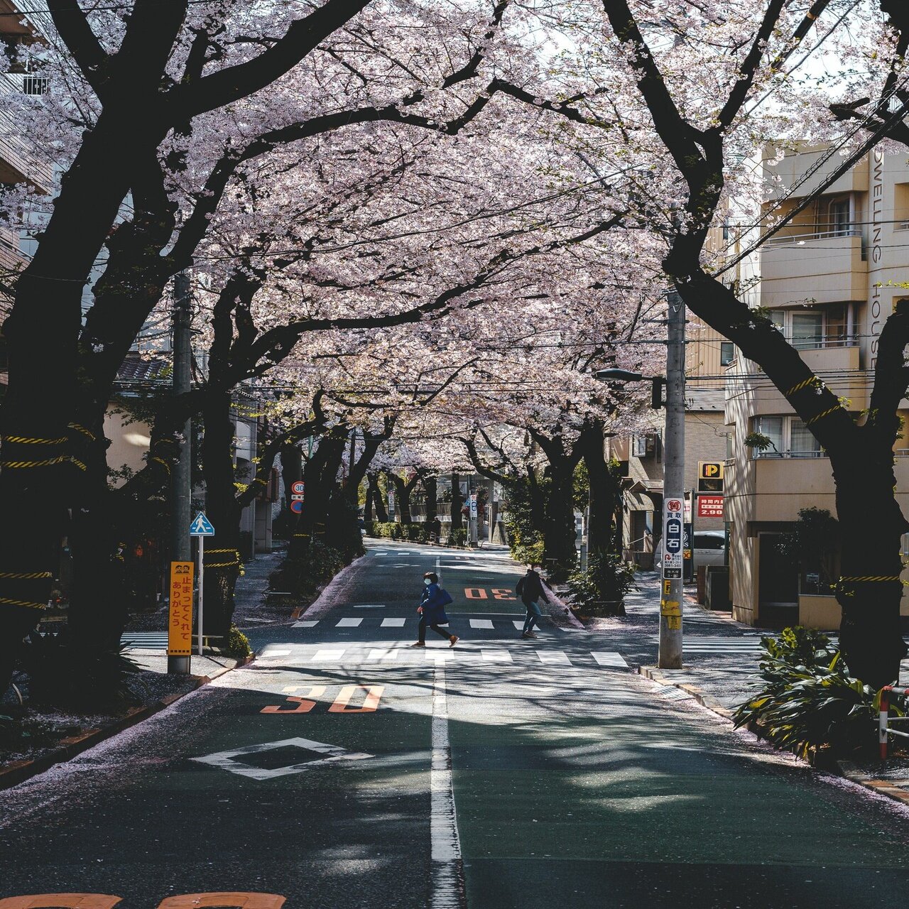 今年撮った東京の桜【写真40枚】｜Nocchi(のっち), image size:1280x1600