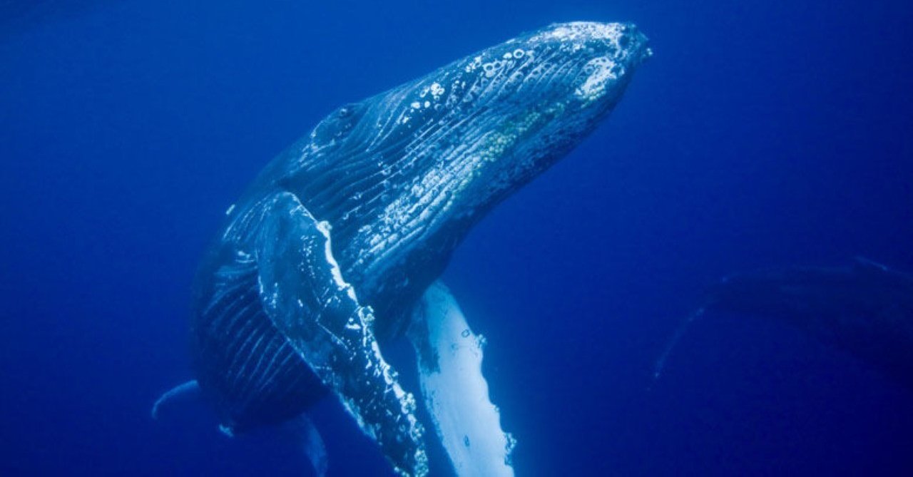 52hzのクジラとは 世界一孤独な鯨 に思いを寄せて 田中しょーご Web編集者 Note