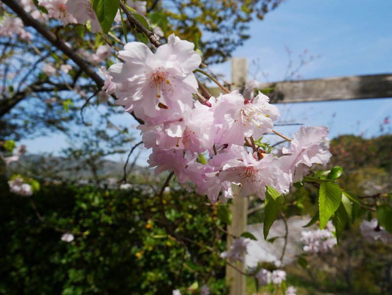 伊太祁曽神社の桜