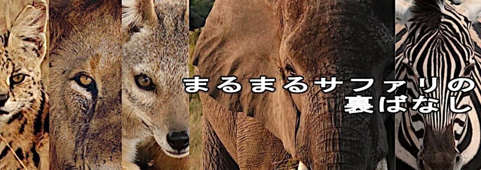武田ちょっこ＊まるまるサファリの本｜note