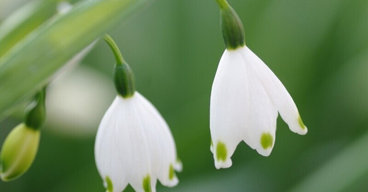 スノーフレーク 鈴蘭水仙 Hinagiku Note