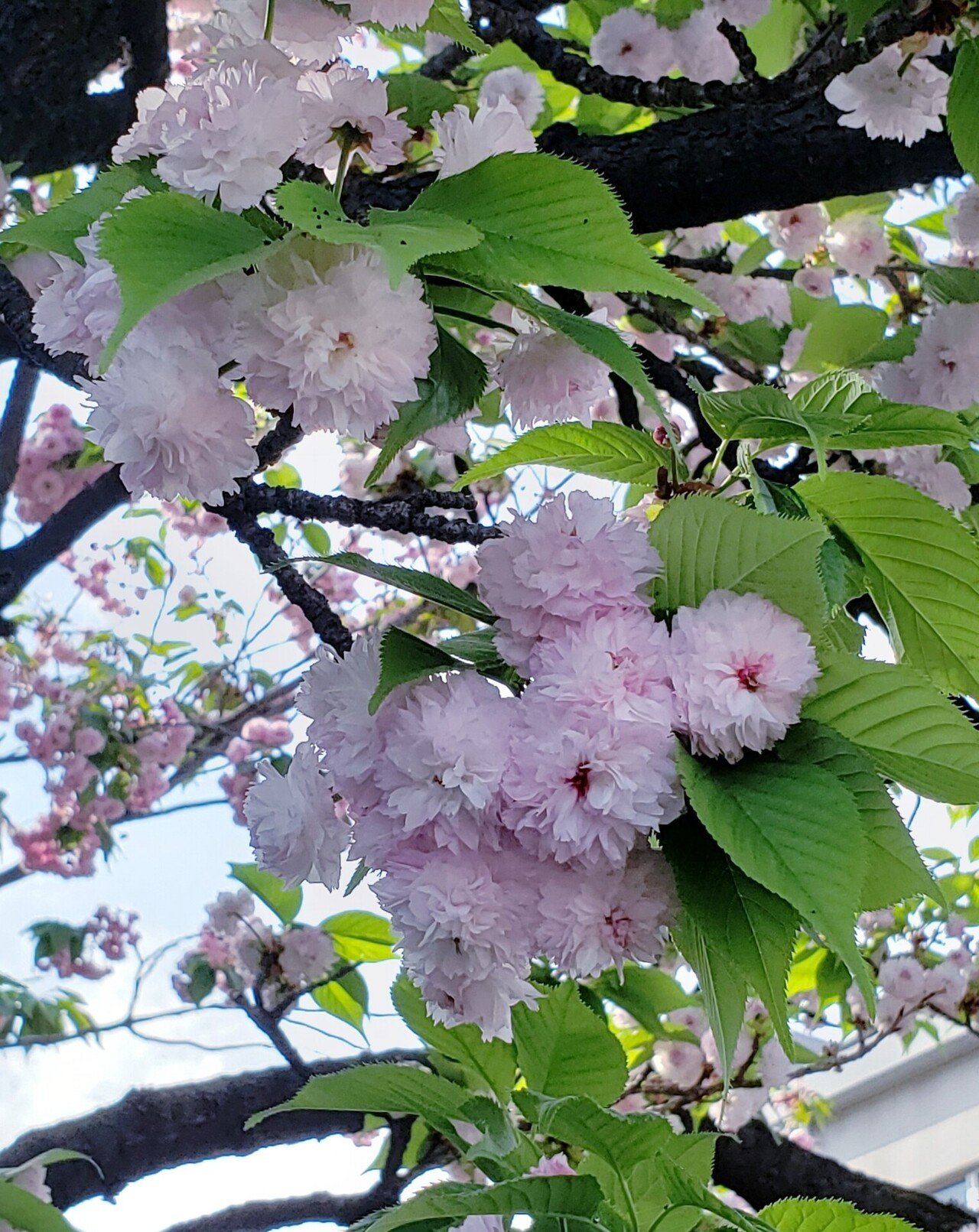 全てのアイテム 桜の通り抜け記念 平成27年 純銀メダル『一葉