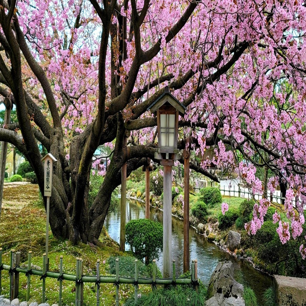 車中泊で 桜 と日本一周 25県目 石川編 やっぱり京都とよく似てる 金沢 地球へ途中下車夫婦 根津眞澄 妻 オット Note