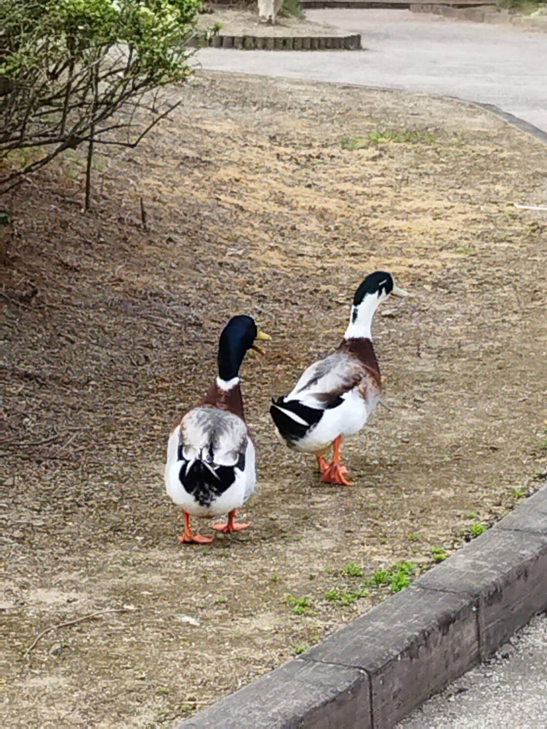 可愛い風景 の新着タグ記事一覧 Note つくる つながる とどける