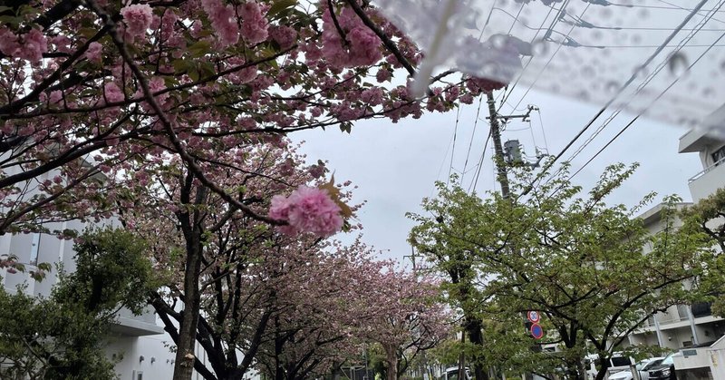 雨と桃？の花20220415