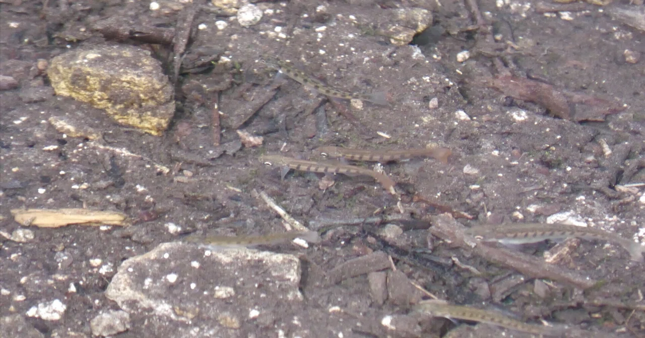 Salmon and Cherry Salmon Fry are in Season Around the Chitose River ...