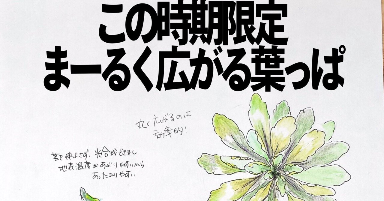 葉っぱ  葉っぱ。スケッチメモ。｜MatsuriNe｜マツリネ