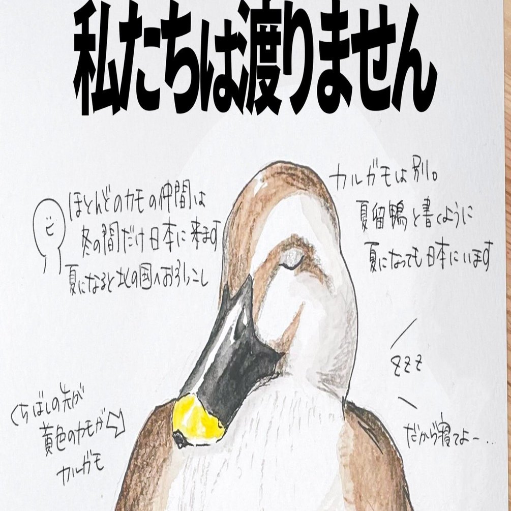 私たちは渡りません｜カルガモ｜くますけ｜自然ガイド・クリエイター