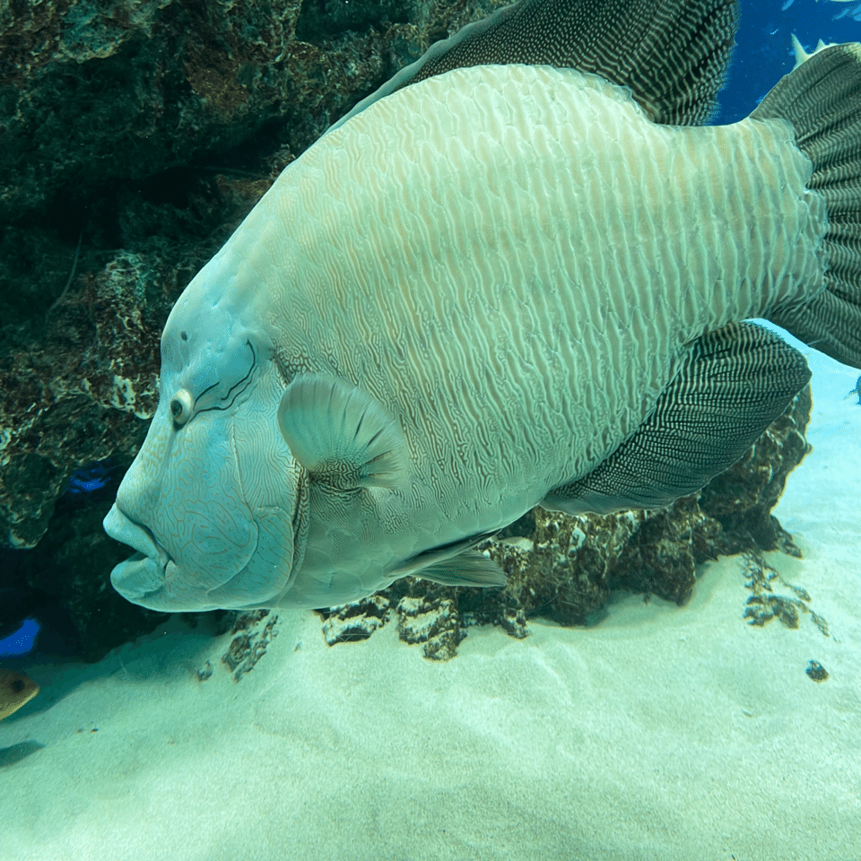 イワシと ナポレオンフィッシュと サンシャイン水族館にて カサイミノリ Note