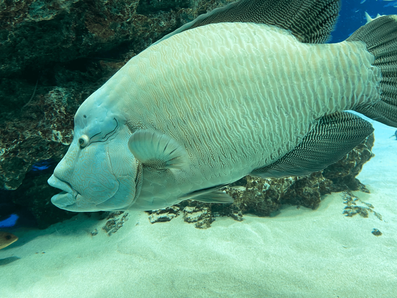 イワシと ナポレオンフィッシュと サンシャイン水族館にて カサイミノリ Note イワシと ナポレオンフィッシュと サンシャイン水族館にて カサイミノリ Note