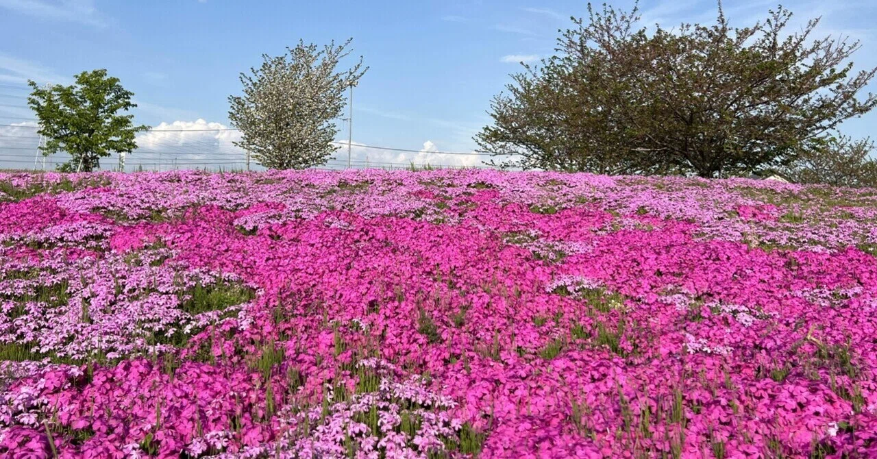 弥富市三ツ又池公園で芝桜を愛でる feat.ネモフィラ｜つばめ自動車株式