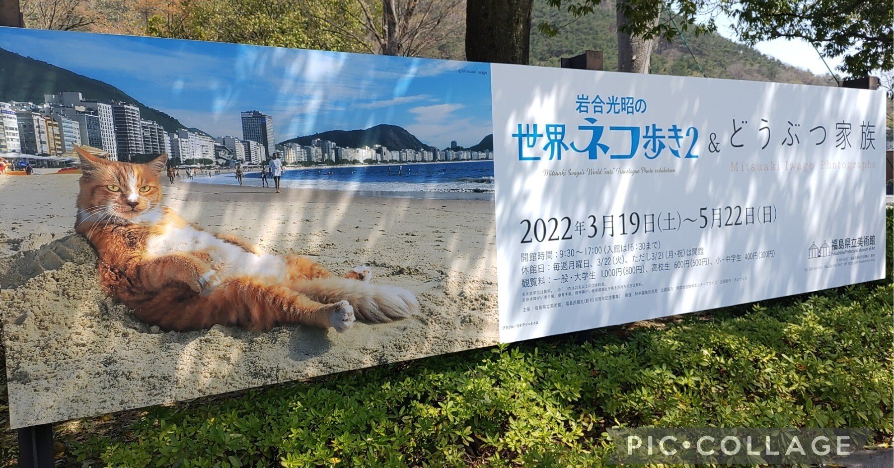 イベント・5/22まで開催】福島県立美術館の企画展｢岩合光昭の世界ネコ歩き2｣。地元福島のネコ写真も！｜すずき・ちえ@東北・宮城在住ライター