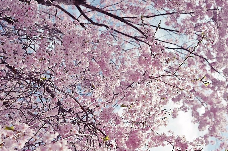 見上げる空に、桜。