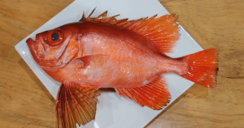 チカメキントキという魚