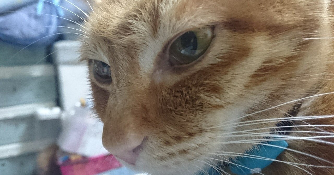 海賊になりたいと思っている人 しょう Note 海賊になりたいと思っている人 しょう Note