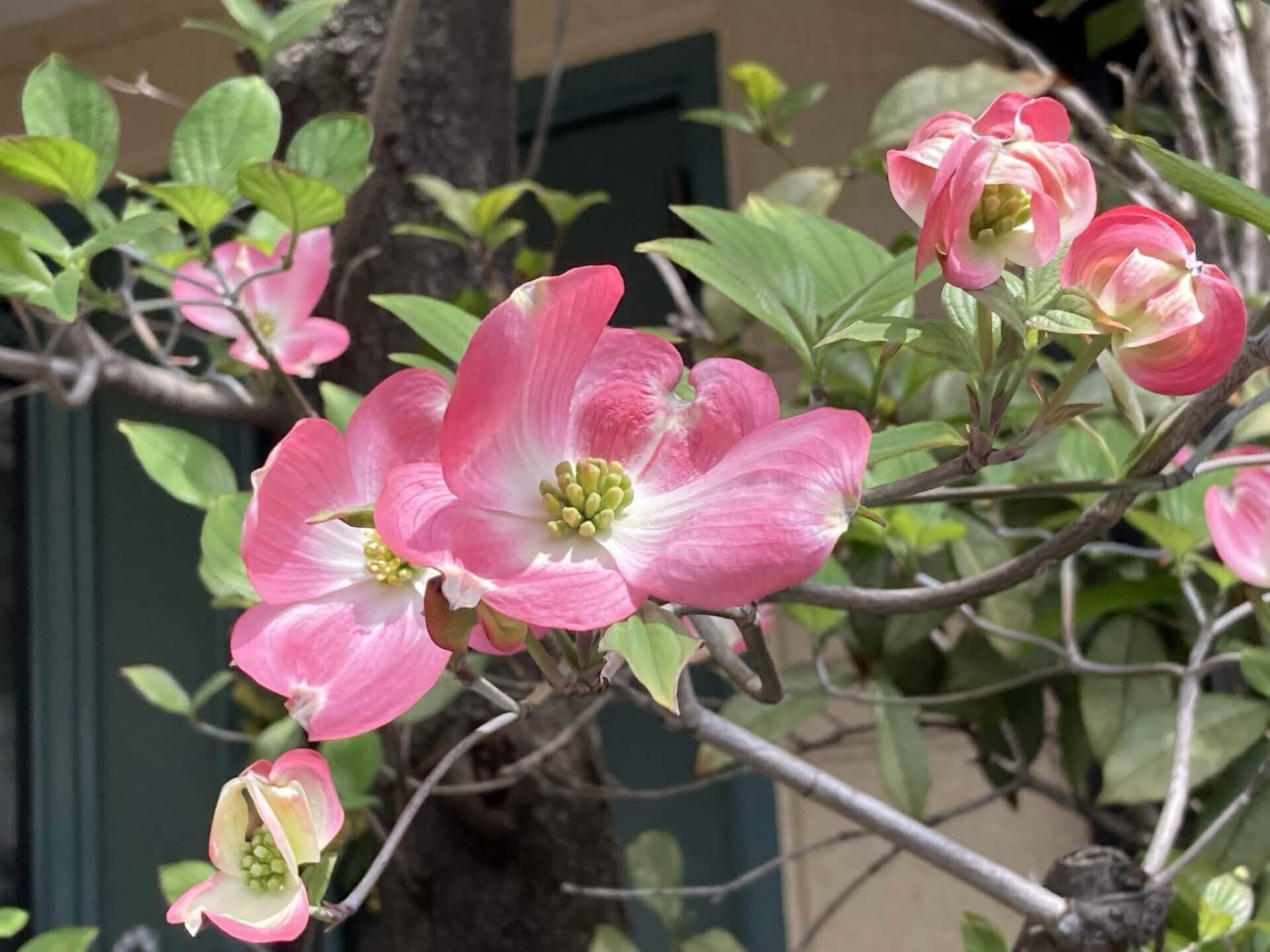 おはようございます。 ハナミズキの季節です。白もいいけど薄紅色も