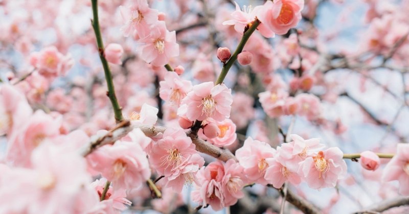 イメージの百人一首35 人はいさ 春日東風 note