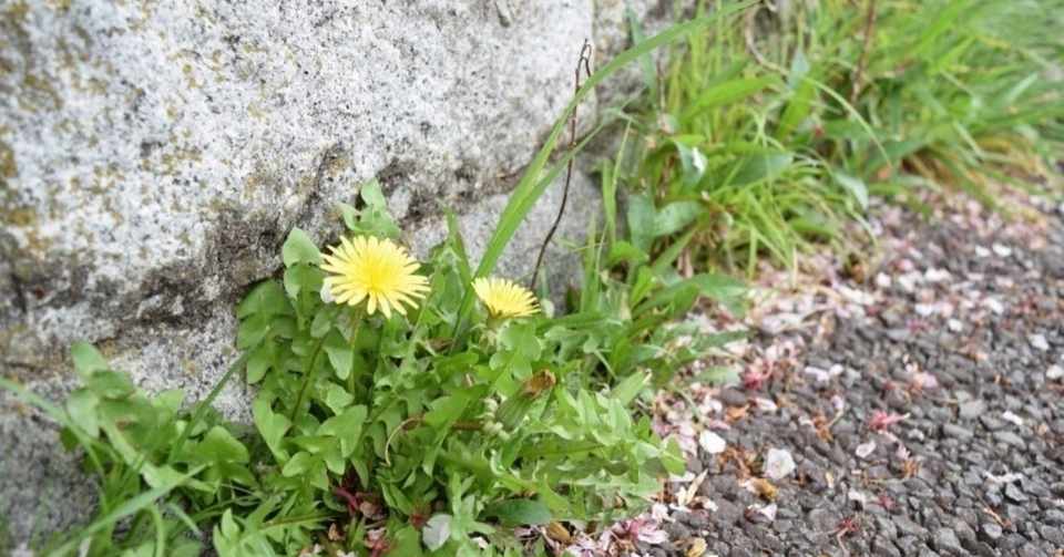 どんな場所に力ず良く咲いている花 タンポポ いいよねぇ 8 31 ダンデライオン 青柳蓮 Note