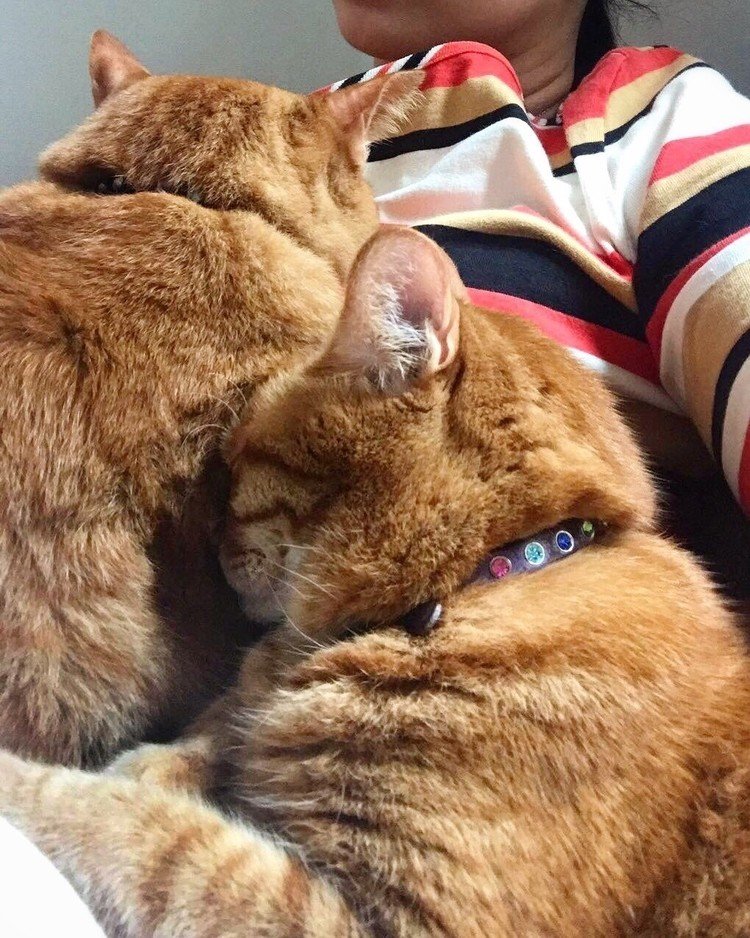 弟ネコがママの胸にはりついているところに「ボクだってー」とお兄ちゃんもやってきてそのまま寝ちゃた、そうです。寝てるネコ二人はもちろんポカポカ、「室内でもエアコンが効いてても熱中症になる」ていう話わかる～。