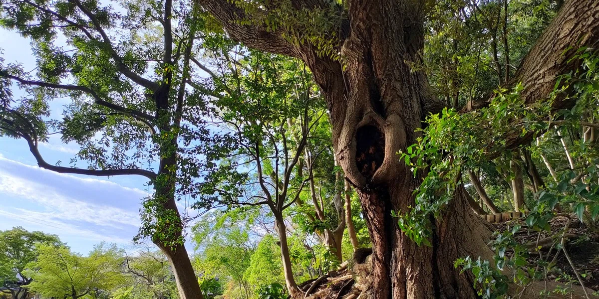 画像7