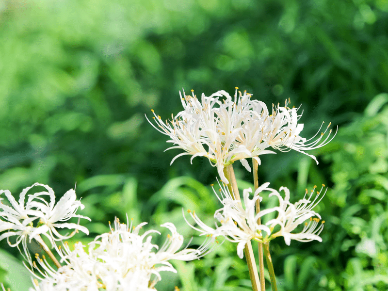鬼滅の刃 青い彼岸花と縁壱さん 那田蜘蛛山は三輪山 鬼滅のりっぺちゃん Note