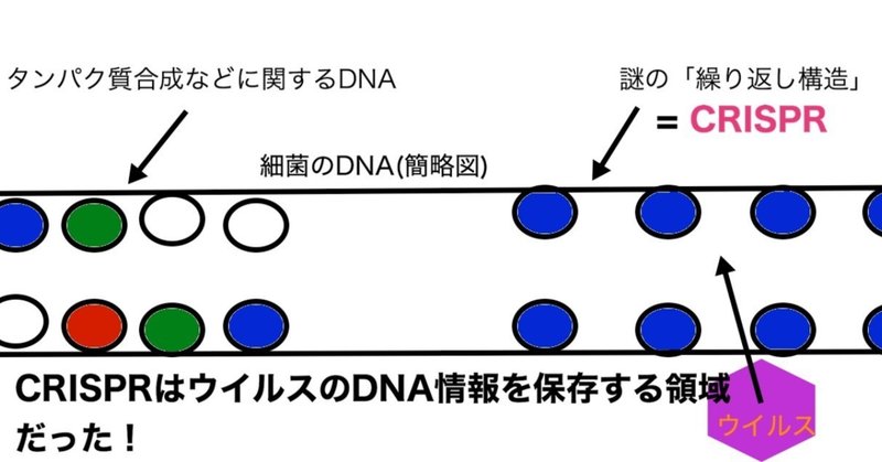 細菌のDNA