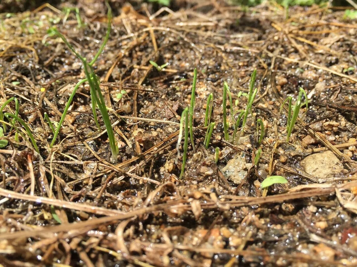 下仁田ネギ発芽