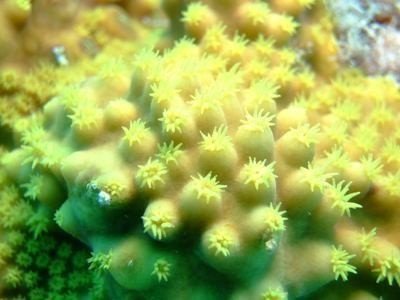 サンゴの骨格を添加するカルシウムリアクター 海水機材紹介 イノカ Note サンゴの骨格を添加するカルシウムリアクター 海水機材紹介 イノカ Note