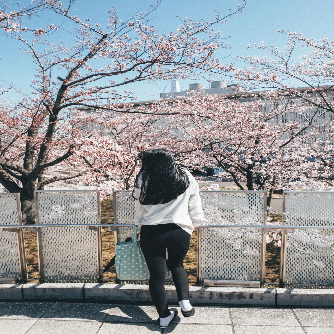 作例】XF16-55mm f2.8 R LM WRと2022 桜巡り｜FukaShin