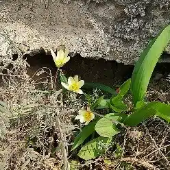 べー
