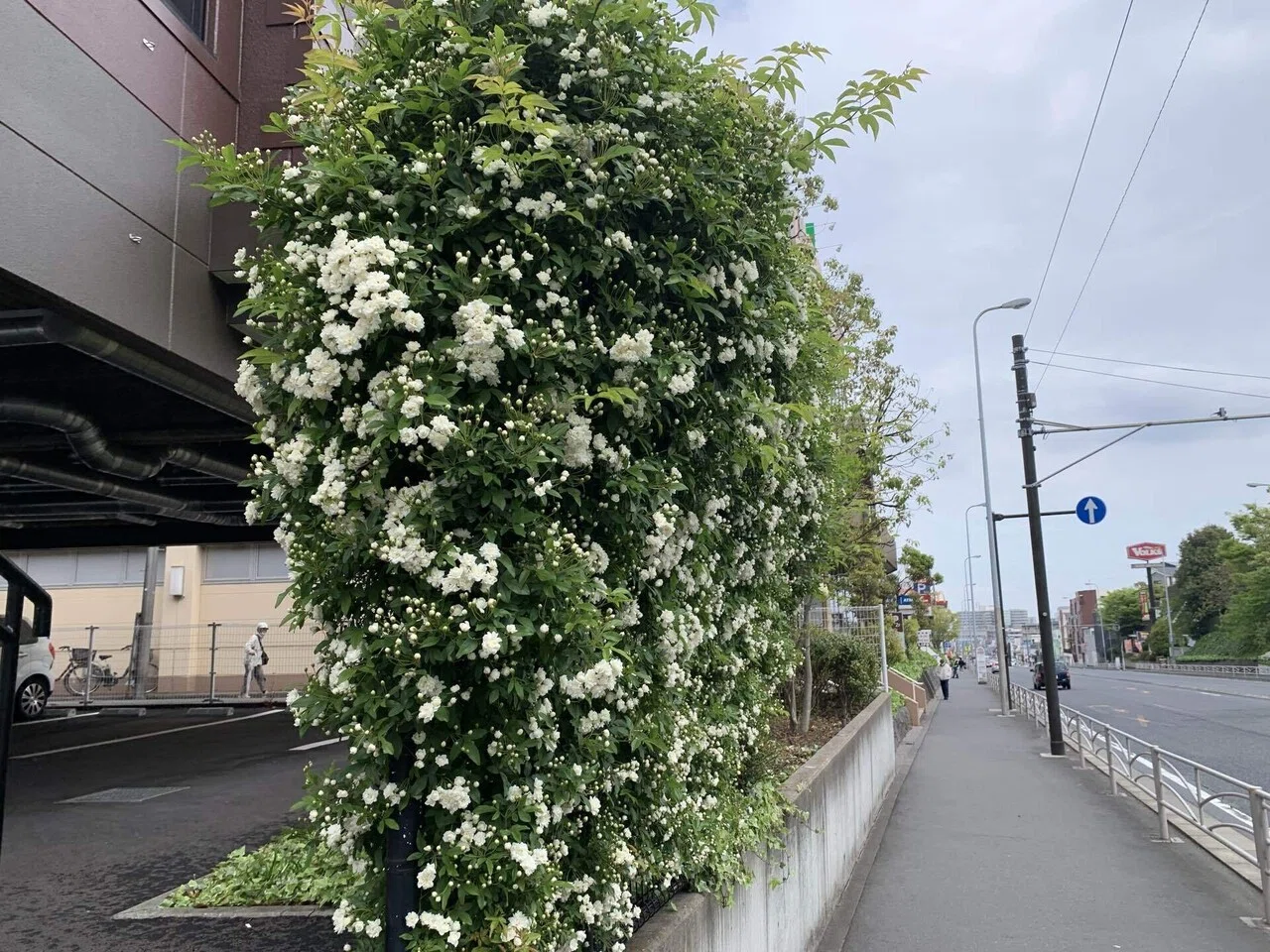 モッコウバラ シラちゃん Note モッコウバラ シラちゃん Note