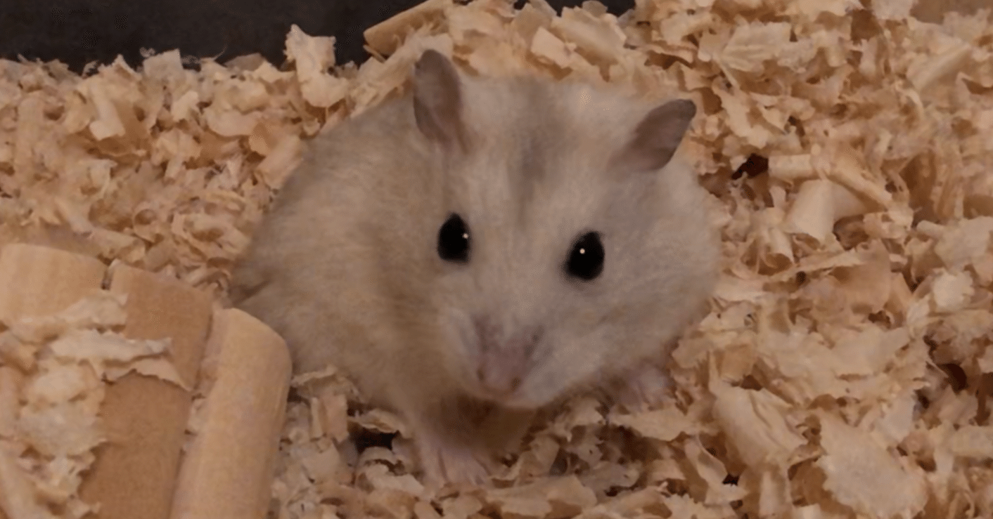 ジャンガリアンハムスターを長生きさせるために Sagishi Note