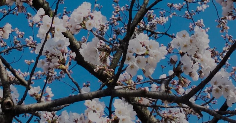 青森県弘前市🌸桜が咲いてきたよ🌸