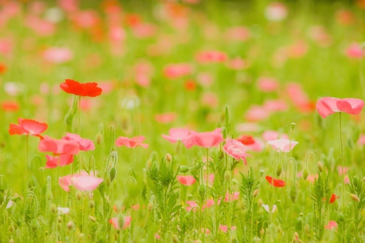 23時の朝ドラ ひたちえぼ Note