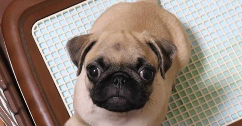 きなこ パグ を飼って2日目の様子 きなこもち Note