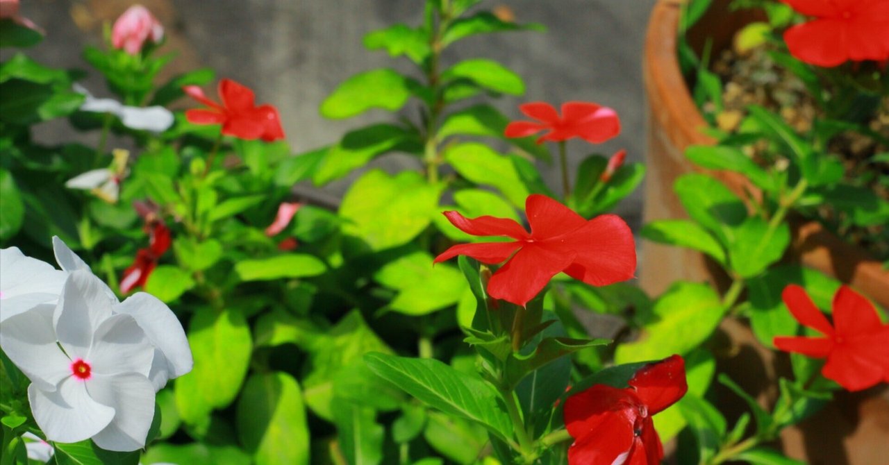 Kento mizuno discount