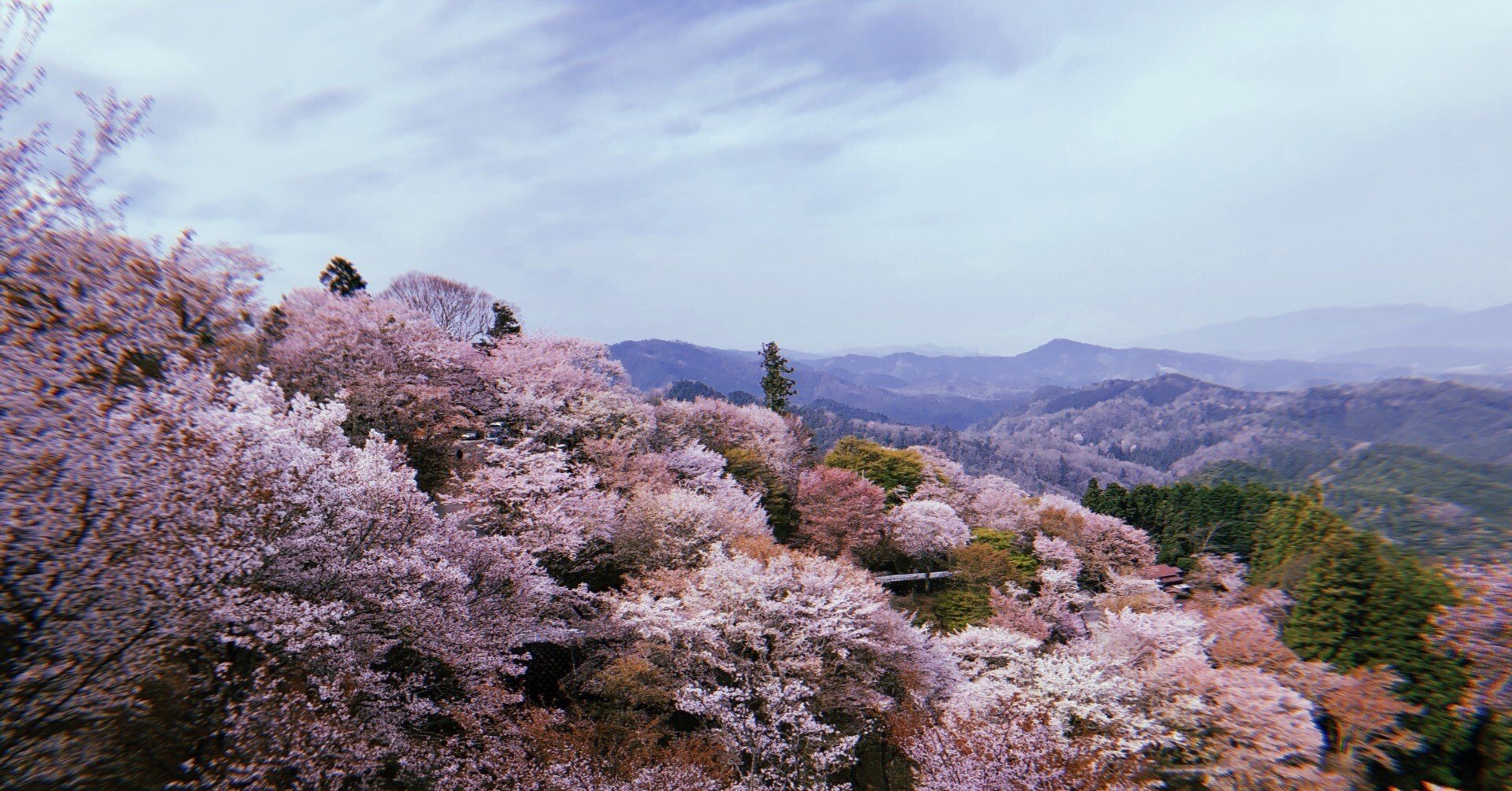 日本一の桜を見てきた。(吉野山)｜ミニマム亀岡 ┃ 国内旅行記