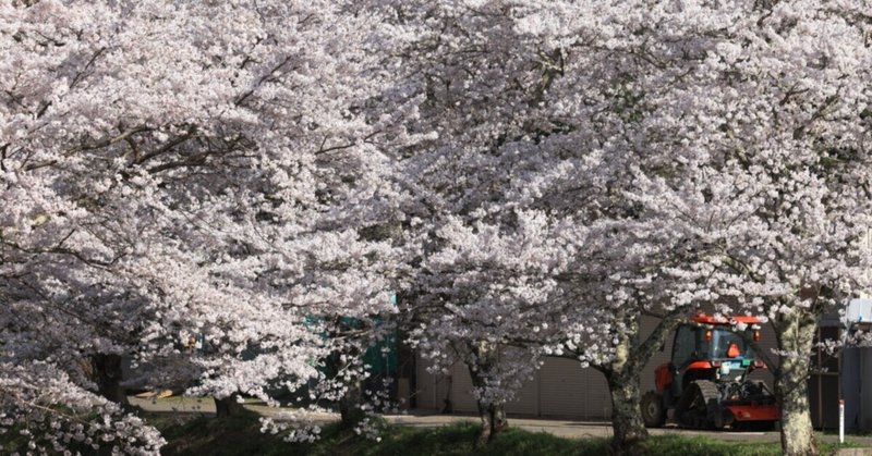 舞鶴の桜　2022年春