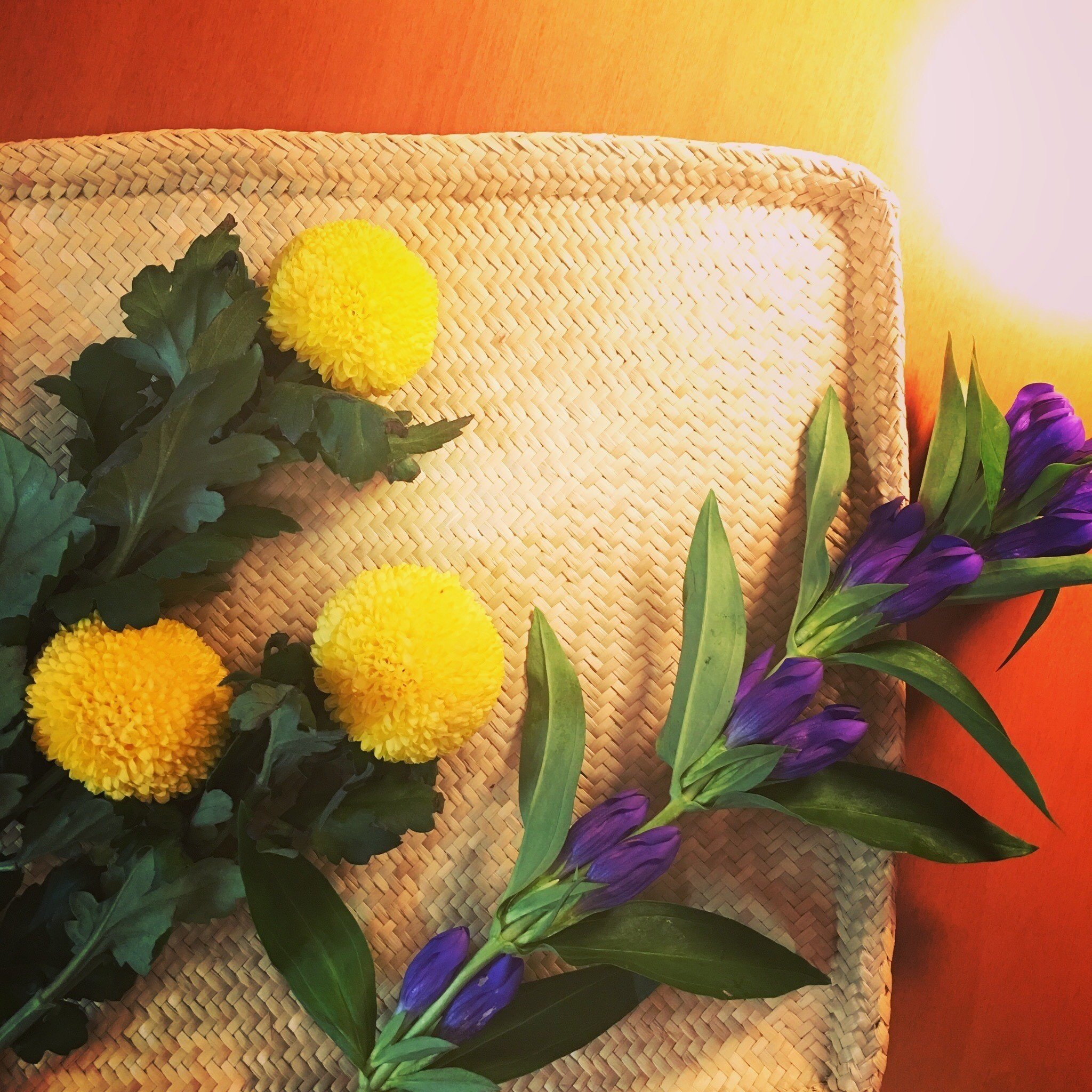 ピンポン菊 の新着タグ記事一覧 Note つくる つながる とどける ピンポン菊 の新着タグ記事一覧 Note つくる つながる とどける