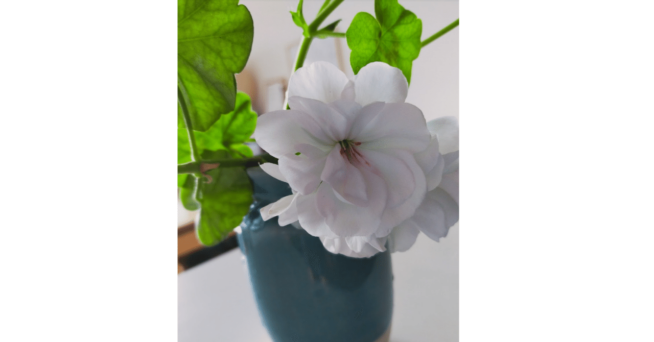 アイビーゼラニウムの挿し木に挑戦。挿し木はお気に入りの苗の保険