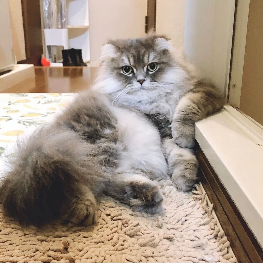 ごま大人
