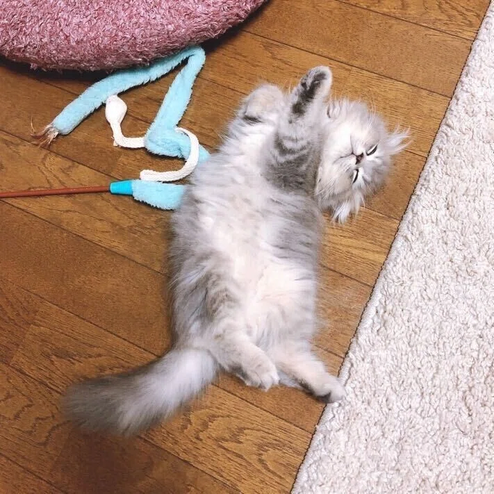 ごま可愛い