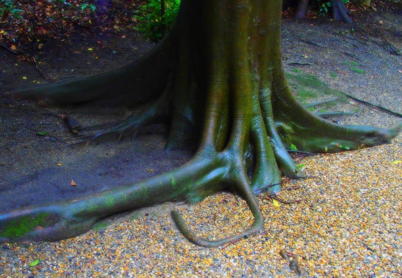 木の根っこ Colon Note