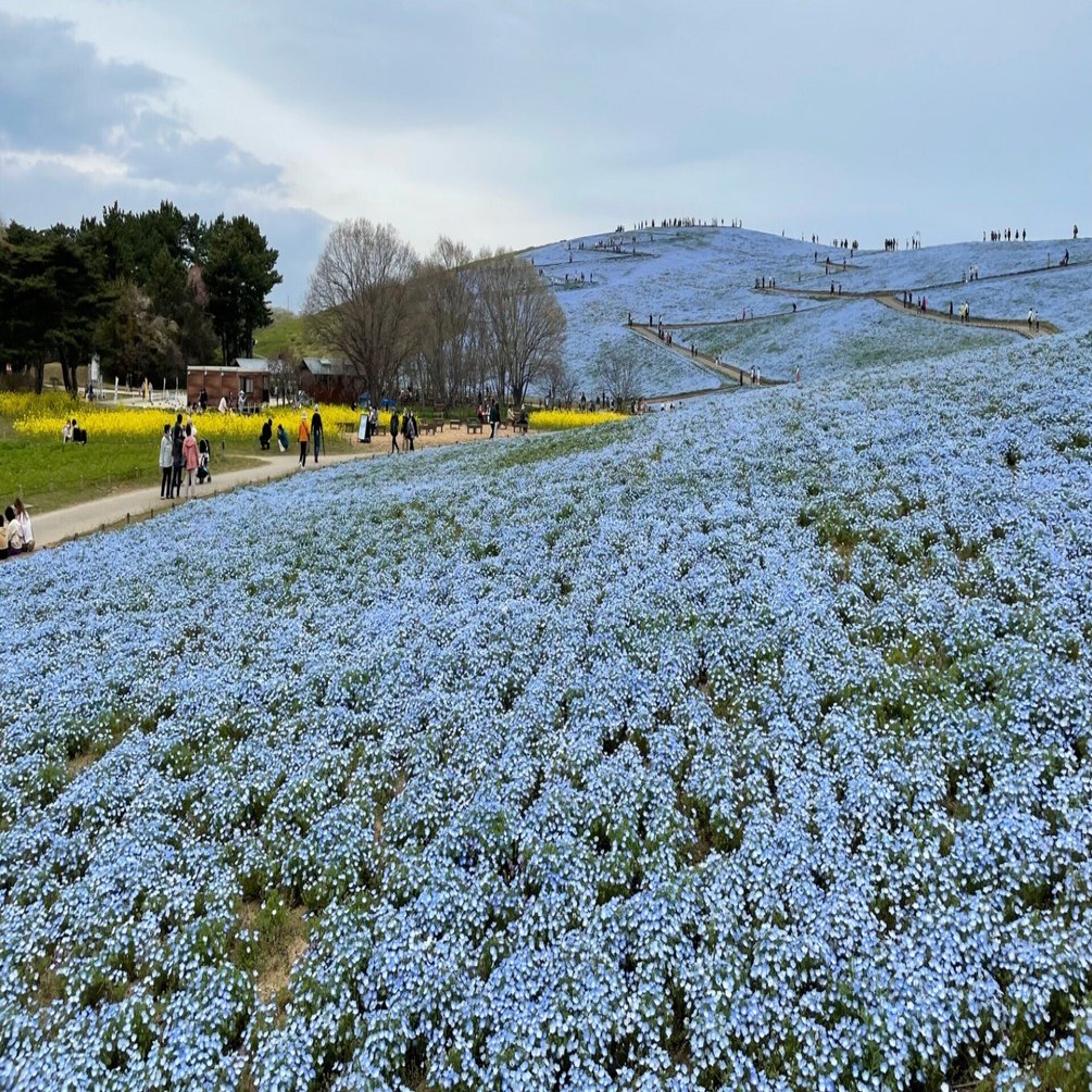 国営ひたち海浜公園のネモフィラを観に出かけました｜花と日々 yas
