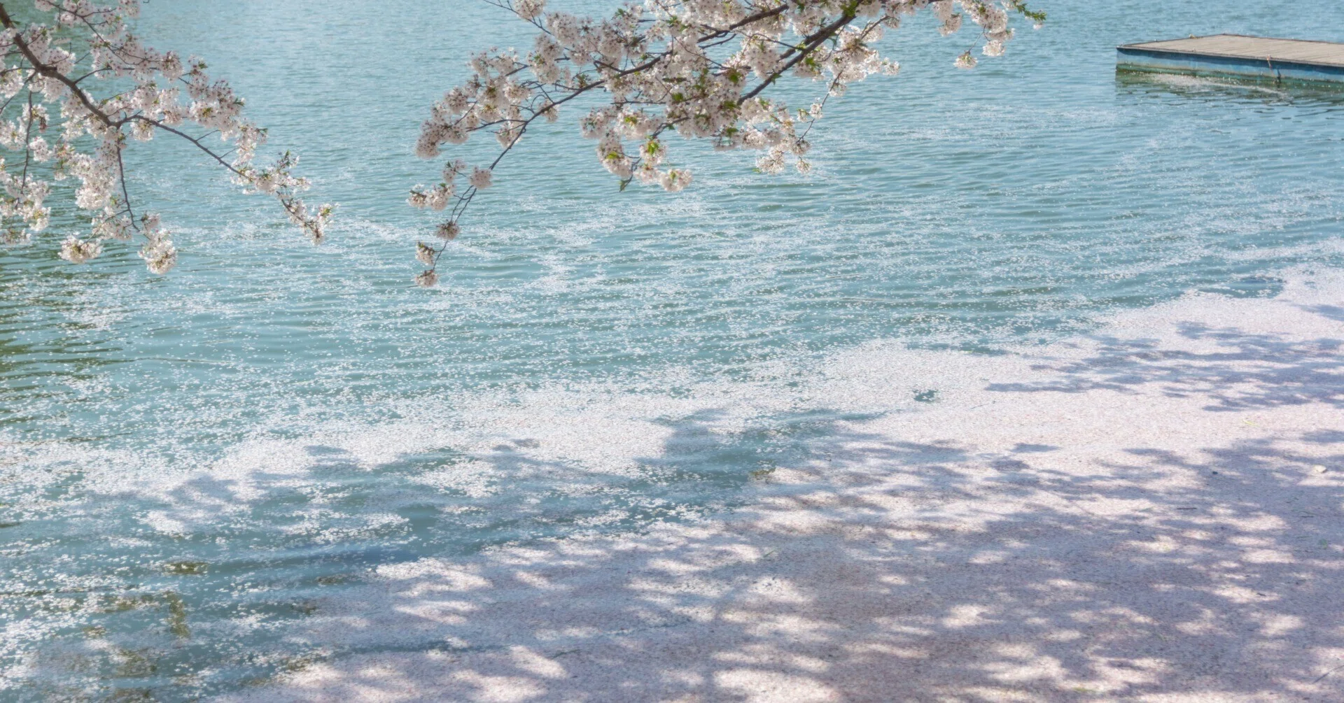春の写真集】桜×水辺の美しさを見てほしい | 臥竜公園 長野｜なかり