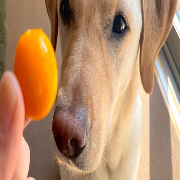 レインコートとキンカンとルナのお話 今給黎 辰郎 いまきゅうれい たつお Note